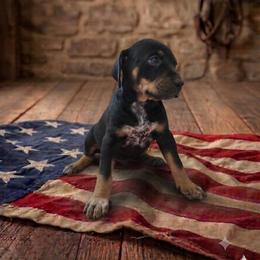 Girl 1 - female Catahoula Leopard Dog puppy in Greenwood, Delaware from OpenGate Catahoulas