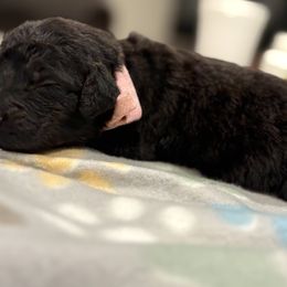 Goldendoodle and Poodle Puppies from Southern Stroll Poodles & Doodles