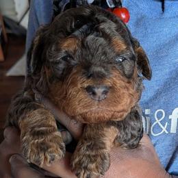 Charlie - Blue male Poodle puppy in East Earl, Pennsylvania from Puppy Adventures LLC