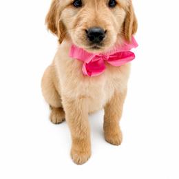 Petunia - Golden female Golden Retriever puppy in Chicago, Illinois from Urbane Retrievers