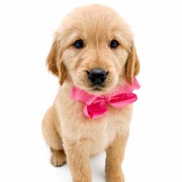 Petunia - Golden female Golden Retriever puppy in Chicago, Illinois from Urbane Retrievers