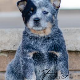 Ripley - Blue speckled female Australian Cattle Dog puppy in Fairview, Oklahoma from Flying D Kennels