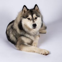 Jasmine - Siberian Husky