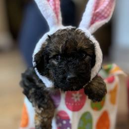 Bernedoodle Puppies from Ball-Y-Hoo Bernedoodles