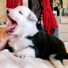 Aussiedoodle, Australian Shepherd, Miniature American Shepherd, and Miniature Australian Shepherd Puppies from Bline's Awesome Aussies