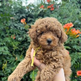 Sunny - Red  female Poodle puppy in Modesto, California from Oso’s Red Toy, Mini, & Standard Poodles