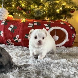 Billy Crystal - Fawn and white male Chihuahua puppy in Mishawaka, Indiana from Tiny Paw Stars LLC