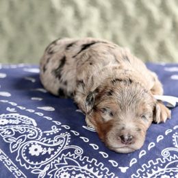 John Wayne - The Duke (grey collar) - Merle male Sheepadoodle puppy in Mouth Of Wilson, Virginia from HoneyBunn Doodle Co.