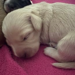 Heather - Dachshund puppy from Salty C's Dachshunds