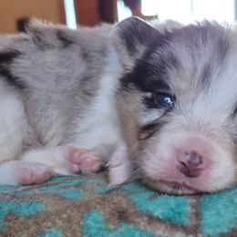 Conway - Blue merle and white male American Corgi puppy in Checotah, Oklahoma from Skoal Creek Corgi's