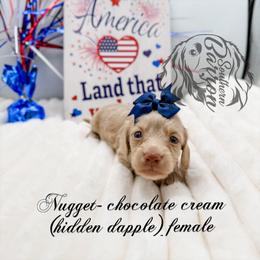 Nugget - Cream female Dachshund puppy in Prairieville, Louisiana from Southern Barron Danes & Dachshunds