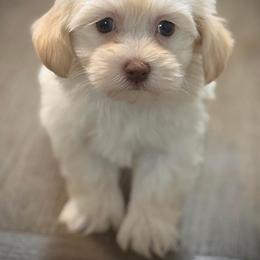 Ellie - Cream female Havanese puppy in Lancaster, South Carolina from 3 Bs Havanese-PUPPIES with  PURPOSE