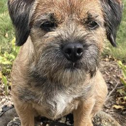 Border Terriers and Labrador Retrievers from Bailiwick Labrador’s