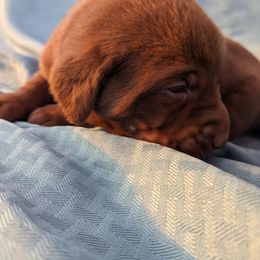 Dilute Retriever and Labrador Retriever Puppies from LC Hunting Labs, LLC.