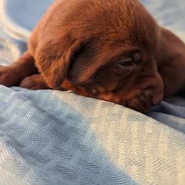 Dilute Retriever and Labrador Retriever Puppies from LC Hunting Labs, LLC.