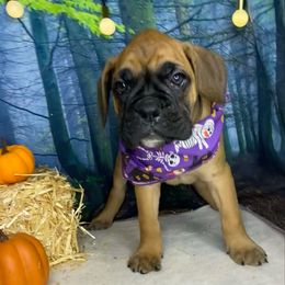 Kenai - Fawn male Boxer puppy in Cache County, Utah from Red Rock Boxers