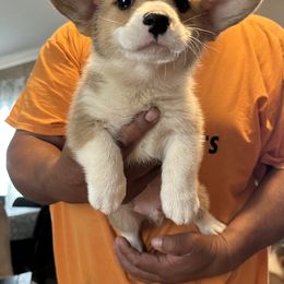 Boy 4 - Red male Pembroke Welsh Corgi puppy in Douglas, Georgia from Delgado’s Corgi’s