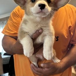 Boy 4 - Red male Pembroke Welsh Corgi puppy in Douglas, Georgia from Delgado’s Corgi’s