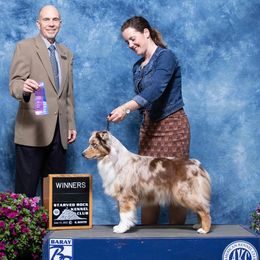 Australian Shepherds, Miniature American Shepherds, and Miniature Australian Shepherds from Diamond H Aussies