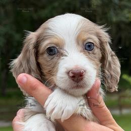 Miss. Lt. Pink-4600 - Dapple female Dachshund puppy in Ocala/Gainesville, Florida from From the Heart Doxies