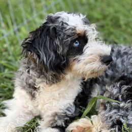 Bailey - Bernedoodle