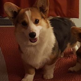 American Corgis and Pembroke Welsh Corgis from Nightstreak Corgis