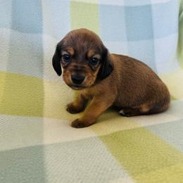 Boy 2 - Red male Dachshund puppy in Oklahoma from DRB Dachshunds