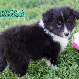 Odessa - Tri Color Girl - Black white and tan female Shetland Sheepdog puppy in Frazeysburg, Ohio from Mountain High Kennels