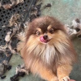 Twix - Chocolate and tan male Pomeranian puppy in San Diego, California from SD Bullies