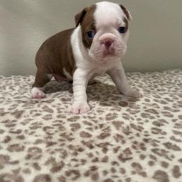 Red girl mostly white face - Red female Boston Terrier puppy in Madera Acres, California from Muggin Bostons Terriers and Mini Dachshund