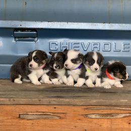 Pembroke Welsh Corgi Puppies from 3B Corgis