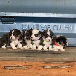 Pembroke Welsh Corgi Puppies from 3B Corgis
