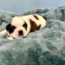 Angel - Tricolor female Shih Tzu puppy in Hawthorne, Florida from Simply Southern Shihtzus