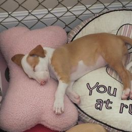 Ibizan Hound Puppies from Someday Ibizans