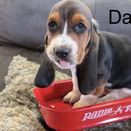 Basset Hound Puppies from virene Shaffer