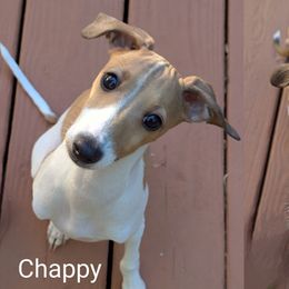 Italian Greyhound puppies from Alura Italian Greyhounds