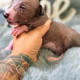 Ñoño - Black and white male Xoloitzcuintli puppy in Victorville, California from Elegancia Vintage Xoloitzcuintle
