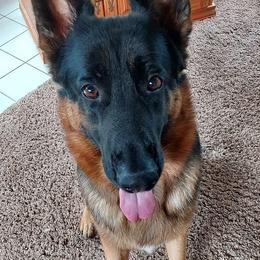 German Shepherds from Brandiwyne's German Shepherds