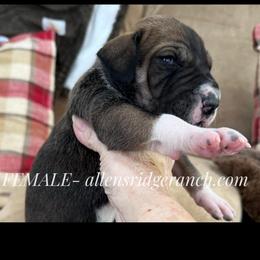 Fawn mantle with black mask - Fawn female Great Dane puppy in Greenville, South Carolina from Allen’s Ridge Ranch