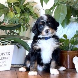 Bernedoodle and Bernese Mountain Dog Puppies from Wild Mountainside Bernedoodles