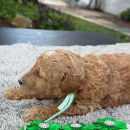 Ice cream - Red  male Poodle puppy in Lakeland, Florida from Gulfside Poodles