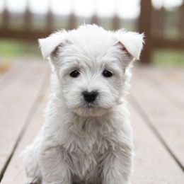 West Highland White Terrier Puppies from The West Acres