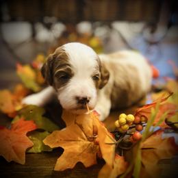 Snowflake - Parti female Goldendoodle puppy in Bradenton, Florida from Christianna’s Mini Goldendoodles