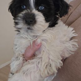 Nelson - Black and white male Schnoodle puppy in Galena, Illinois from Perry's doodles
