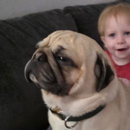 Pugs from Kapelac's Royal Pugs
