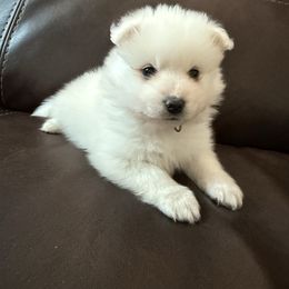 Finnick - White male American Eskimo Dog puppy in West Jordan, Utah from Ketura’s Angels Kennels