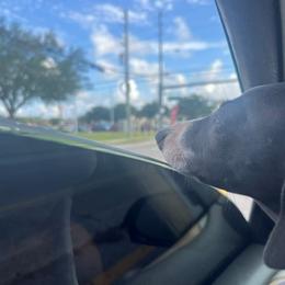Italian Greyhound Puppies from Fisher Link