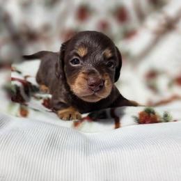 Stella the chocolate long hair - Chocolate female Dachshund puppy in El Cajon, California from Lisa Buxton