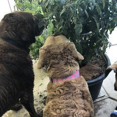 Chesapeake Bay Retrievers from Crystal Springs Chesapeake’s