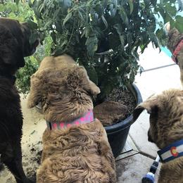 Chesapeake Bay Retrievers from Crystal Springs Chesapeake’s